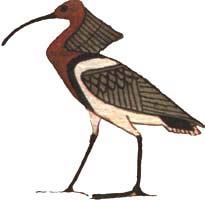 Akh, as the crested ibis