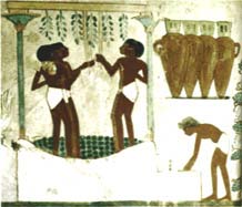 Workers tread grapes for a noble's estate. Egyptian wines were labeled with date, vineyard and variety for tax assessors, not connoisseurs